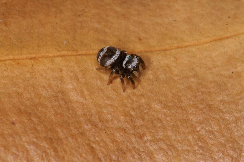 Euryattus_bleekeri_D7889_Z_88_North Stradbroke island_Australie.jpg